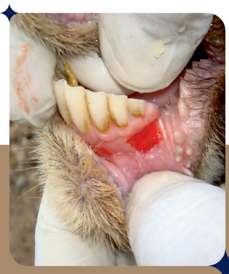 FMD Cure Powder